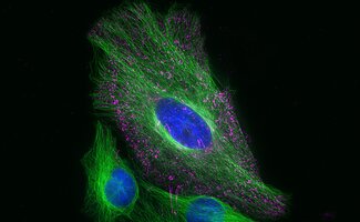 SYSY Antibodies